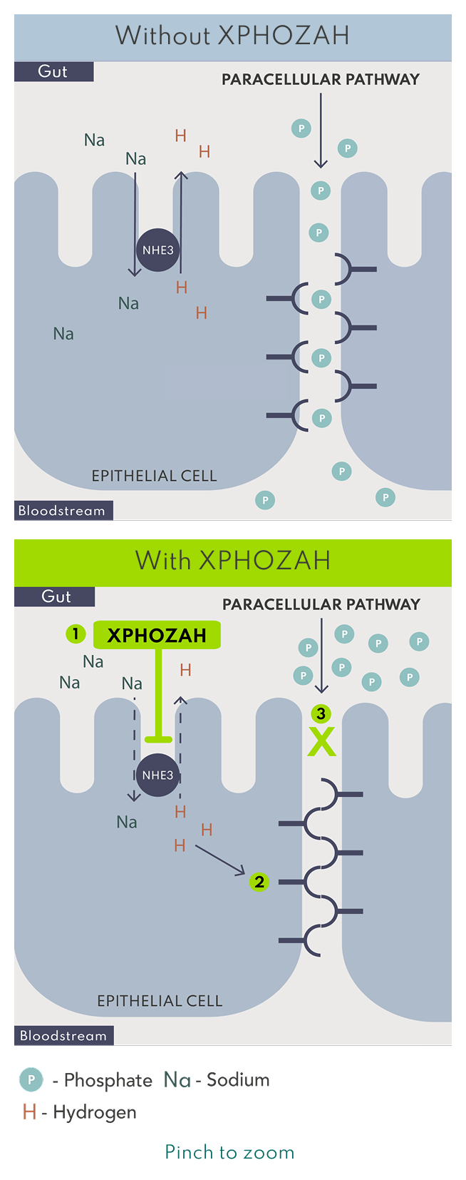 Image: Graphic of XPHOZAH Mechanism of Action