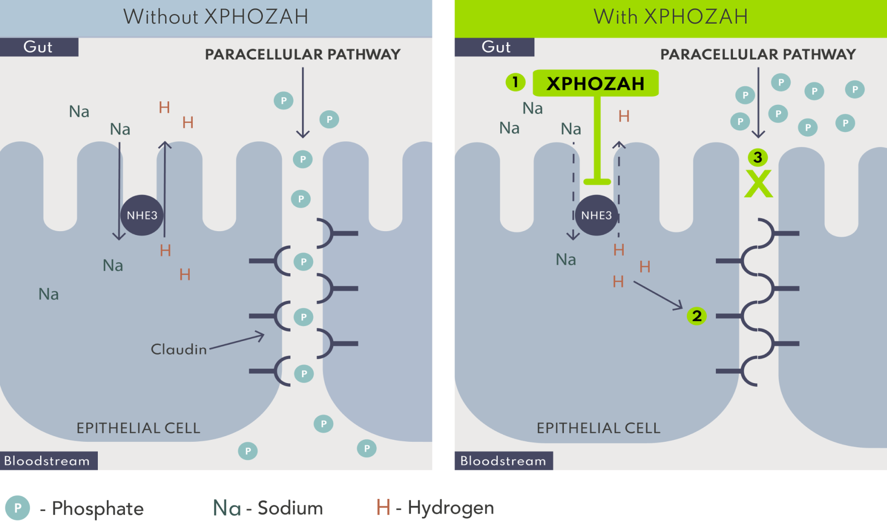Graphic of XPHOZAH Mechanism of Action