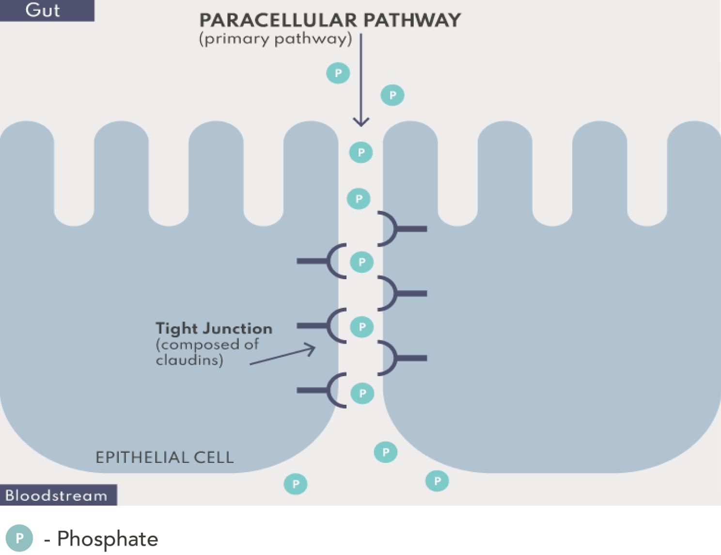 Graphic of phosphate absorption through the paracellular pathway