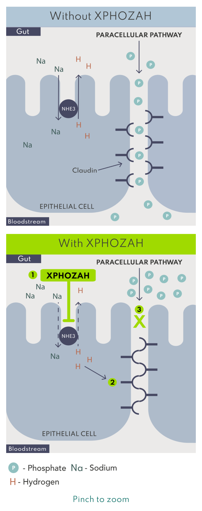 Graphic of XPHOZAH Mechanism of Action